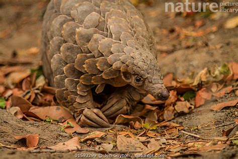 Nature Picture Library Cape pangolin / Temminck's ground pangolin