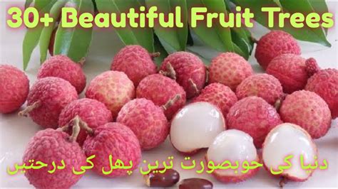 Different Fruit Trees 2020most Beautiful Trees In The
