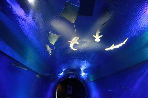 Osaka Kaiyukan Aquarium Tiptoeingworld