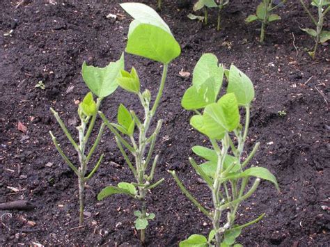 Plant more mature shrubs and trees. Rabbits