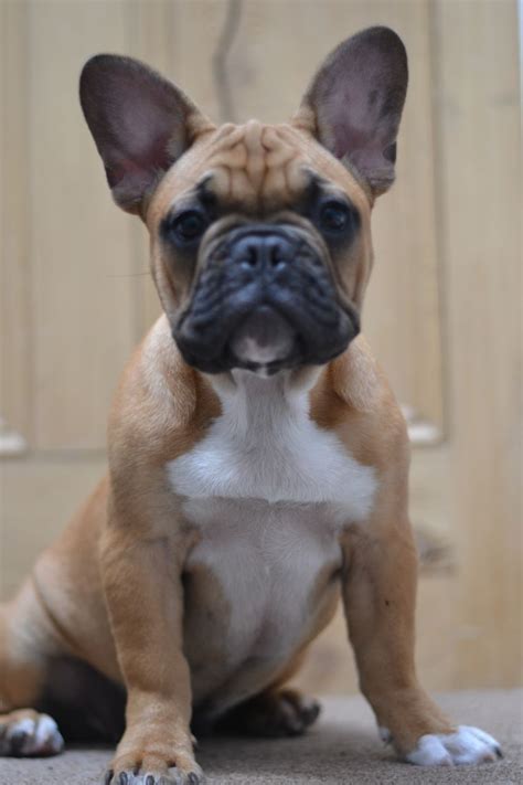 French Bulldog Types