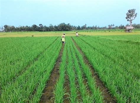 Maybe you would like to learn more about one of these? Jenis-jenis PUPUK PADI - Dosis dan Waktu Yang Tepat ...