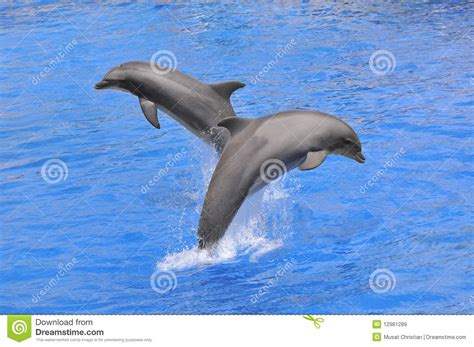 Dolphins Jumping Up Out Of Water Royalty Free Stock Images