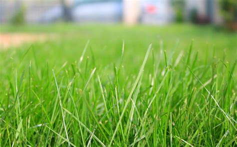 Sell custom creations to people who love your style. How To Prepare Soil For Grass Seed, Important Steps For A ...