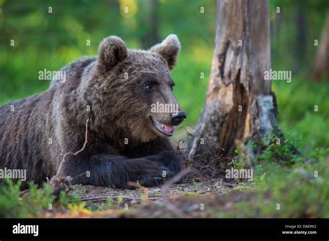 Bear Lying Down Hi Res Stock Photography And Images Alamy