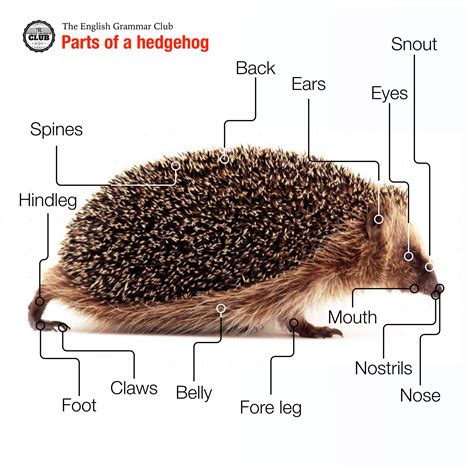 Parts Of A Hedgehog Grammar Tips