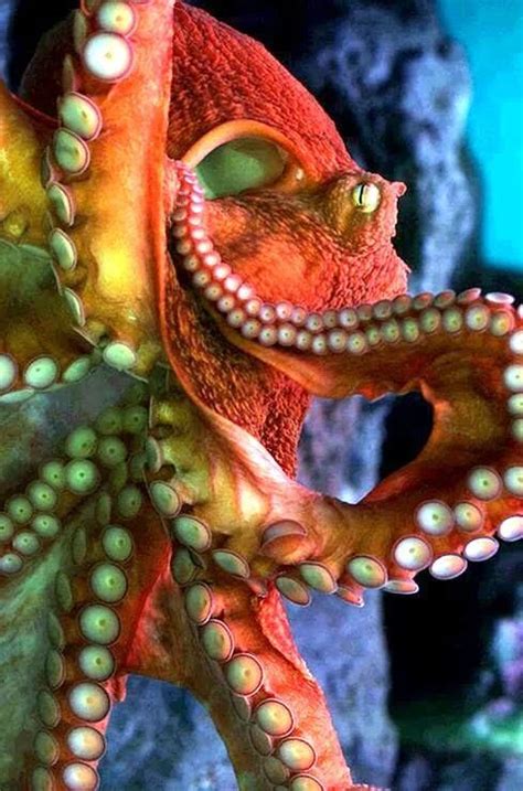 Octopus Deep Sea Creatures Beautiful Sea Creatures Animals Beautiful