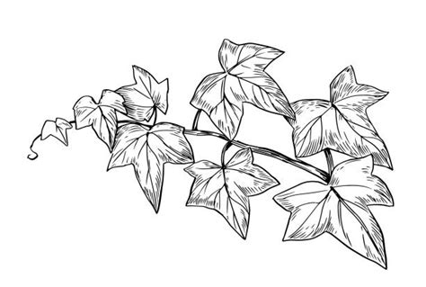 Ivy Leaf Illustrations Royalty Free Vector Graphics And Clip Art Istock