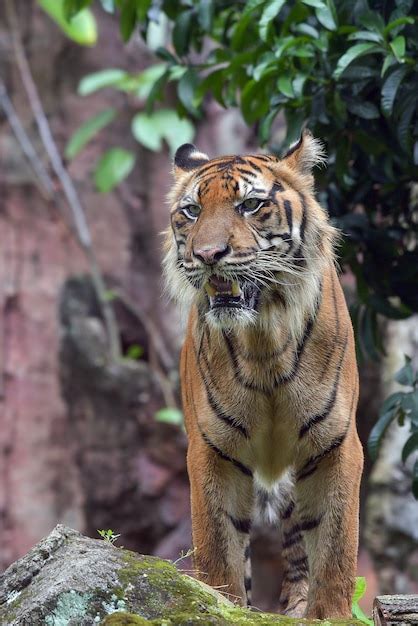 Retrato De Un Tigre De Sumatra Foto Premium