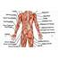 Lower Body Diagram Male  The Abdomen Human Anatomy Picture Function
