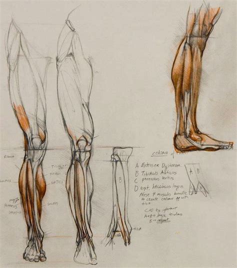 References The Human Body With Images Life Drawing Sketches