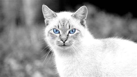 Cat Animals Blue Eyes Wallpapers Hd Desktop And Mobile Backgrounds