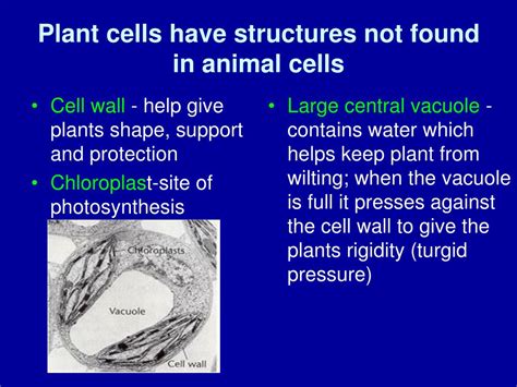 The lysosome is the cellular disposal system, breaking down … PPT - Biology 1- Chapter 7 Notes Prentice Hall (pg. 168 ...