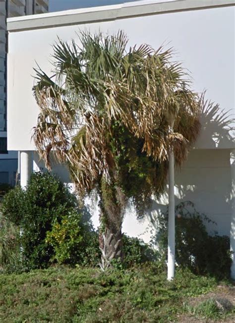 Maybe you would like to learn more about one of these? Virginia Beach Palm Trees! (2016) - TRAVEL LOGS - PalmTalk