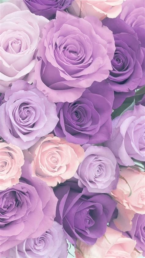 Download Purple Roses Macro Shot Wallpaper