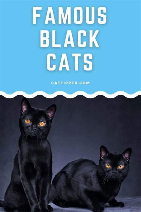 Famous Black Cats In Movies Tv And More