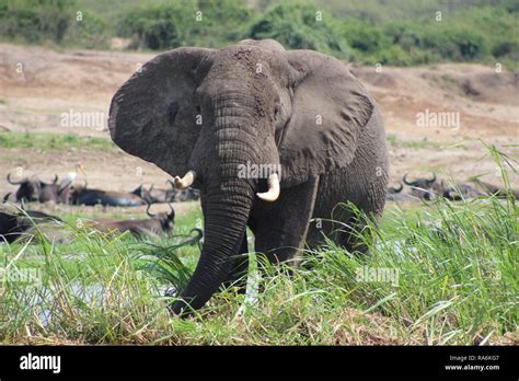 African Bush Elephant Loxodonta Africana In Queen Elizabeth National