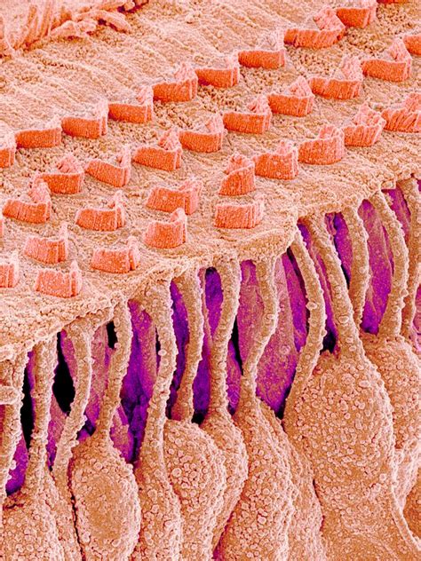 Sensory Hair Cells In Ear Sem Stock Image C0097880 Science
