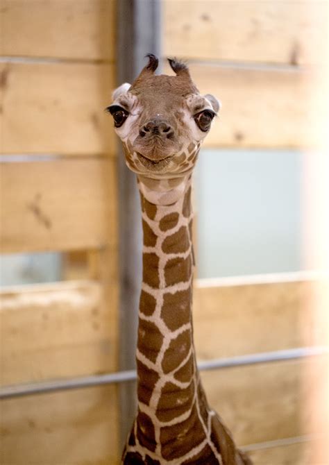 Como Zoo Welcomes Gulp 6 4 Baby Giraffe Como Zoo Conservatory
