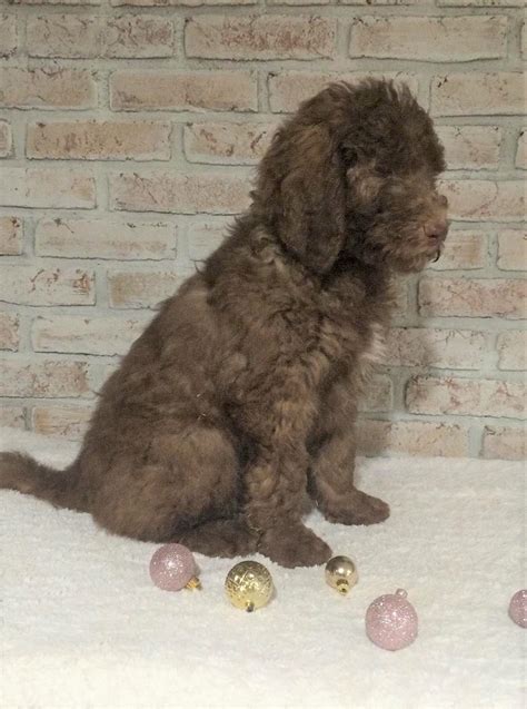 Akc Registered Poodle Standard For Sale Homesville Oh Male Prince