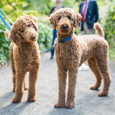 The goldendoodle teddy bear cut, also known as the goldendoodle puppy cut, is by far the most popular type of goldendoodle haircut. Pin on Dogs that make me happy!