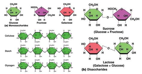 Carbohydrates Monosaccharides Disaccharides Polysaccharides