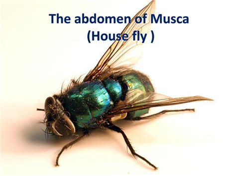 Ppt Musca House Fly Powerpoint Presentation Free Download Id1896926
