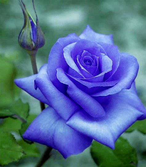 ปักพินโดย Kings Paul ใน The Most Beautiful Purple Rose ดอกไม้สวย
