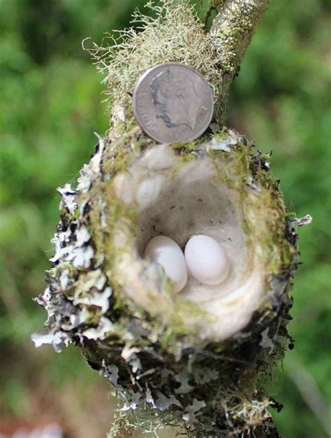 Hummingbird Nests Are As Small As A Thimble Be Careful