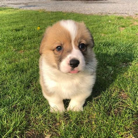 Corgi On Instagram “😍📸 Tatertotthecorgi” 可愛すぎる動物 動物 コーギー