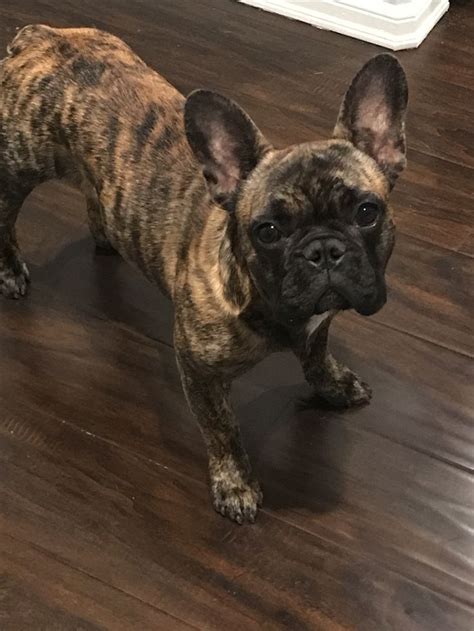 1023123073 itt a videóletöltés ideje! Reverse Brindle French Bulldog. Brondo the Frenchie ️ ...