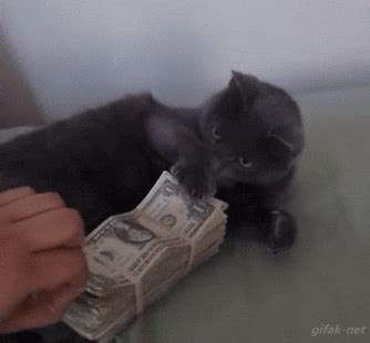 Cat Money GIFs Find Share On GIPHY