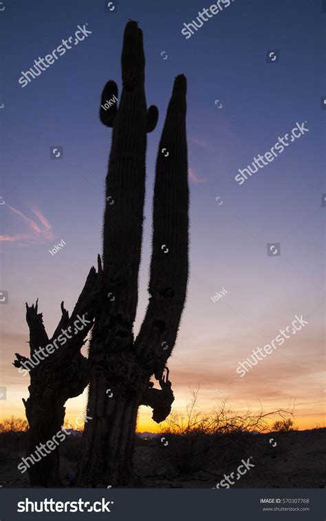 Sunset Saguaro Carnegiea Gigantea Silhouette Arborescent Stock Photo
