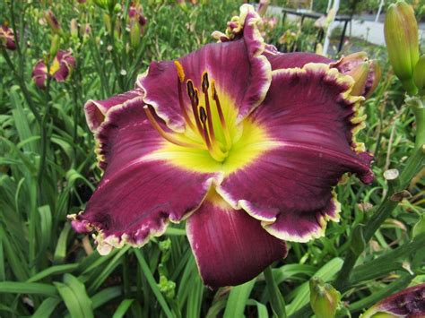 See more ideas about day lilies, daylilies, plants. Daylilies forum→Floyd Cove part 2 - Garden.org