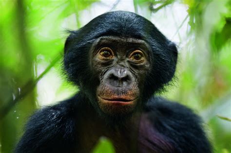Bonobo małpy z lewego brzegu National Geographic
