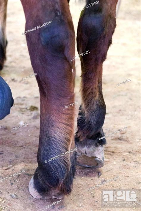 Arabian Horse Swollen Hind Legs With Phlegmon Egypt Stock Photo