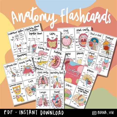Complete Anatomy Flashcards Pdf Etsy Canada