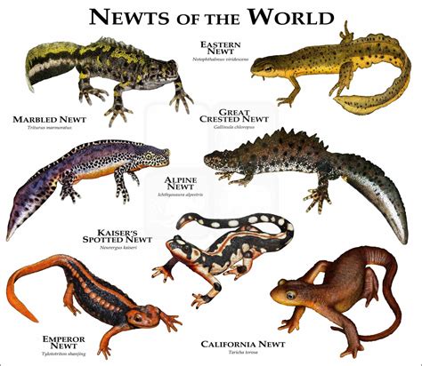 Newts Of The World Poster Print Inkart