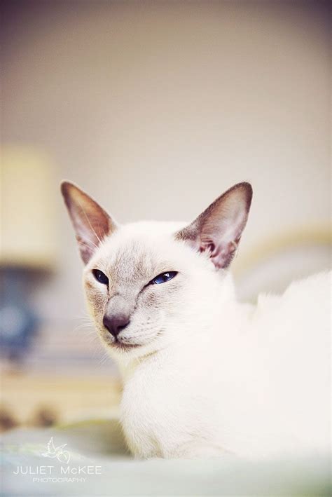 The lilac point siamese cat (or frost point siamese) is palest of pale. Siamese cat Lilac Point Siamese cat (Thea) #SiameseCat ...