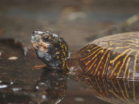 Species — Florida Turtle Conservation Trust