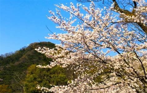 死 (death) in japanese is pronounced shi, and since the number 4 can also be pronounced as shi, it is considered an unlucky number similar to 13 in western culture. 草なぎ剛 21年大河 出演報道「青天を衝け」主演は吉沢亮 ...
