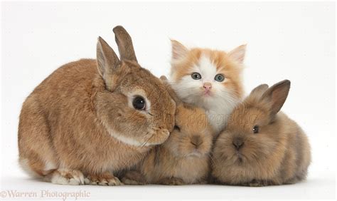 Cute Baby Puppies And Kittens And Bunnies