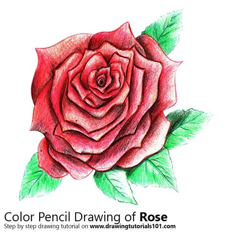 How To Draw A Rose Rose Step By Step