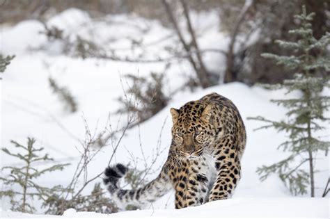 The World Of The Amur Leopard