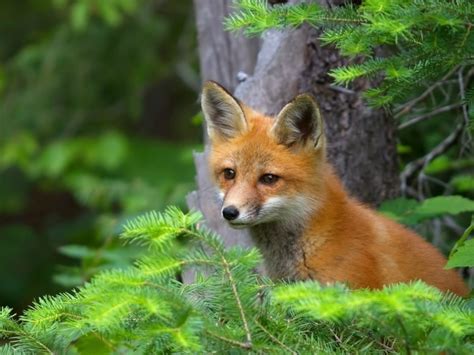 Fox In Coniferous Bushes Wallpapers And Images Wallpapers Pictures