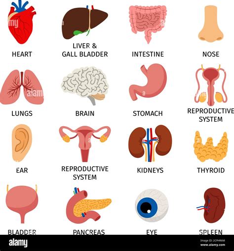 Órganos Internos Anatomía Del Cuerpo Humano Iconos De órganos Los