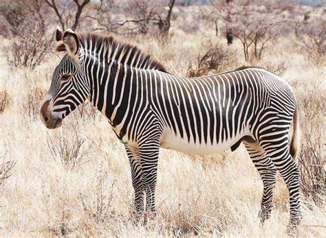 Top 10 Most Endangered Animals in Africa