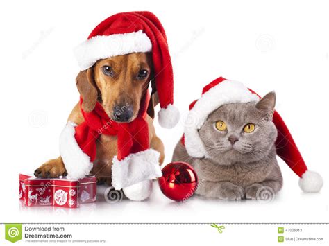 Dog And Cat And Kitens A Santa Hat Stock Image Image Of