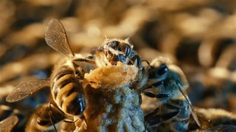 Watch A Queen Bee Mate With A Drone In Mid Flight