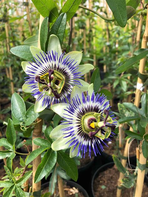 Ae Roberts Blue Passion Flower